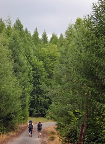 Backpackers trekking op de weg door het bos — Stockfoto