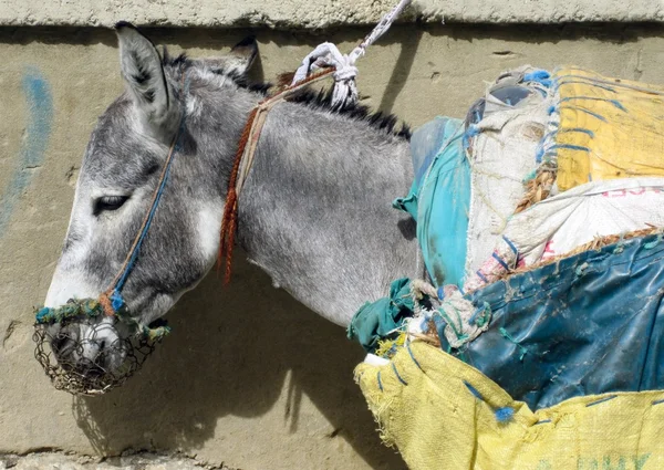 eşek ile ona sarı çanta