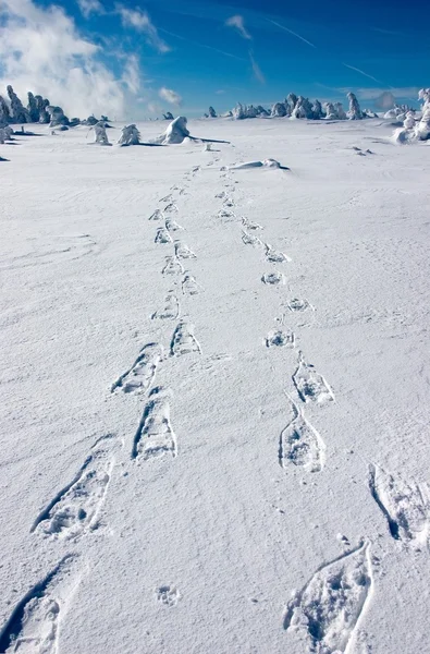 在阳光灿烂的日子雪平原上雪鞋脚印 — 图库照片