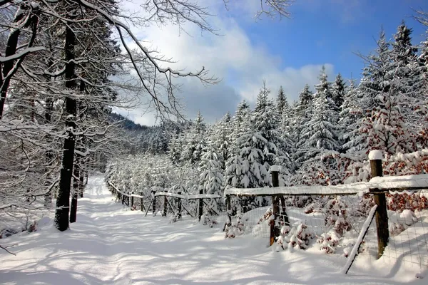 Estrada nevada através de uma floresta ensolarada . — Fotografia de Stock