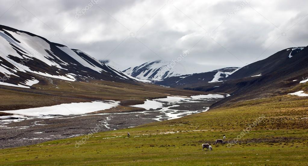 Reindeers in Tundra in the Svalbard Archipelago in the Arctic.