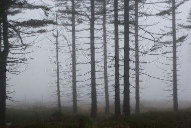 sisli Orman ağaçları mistik silhouettes
