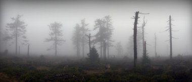 panoramik sisli Orman ağaçları mistik silhouettes
