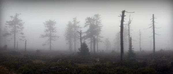 panoramik sisli Orman ağaçları mistik silhouettes