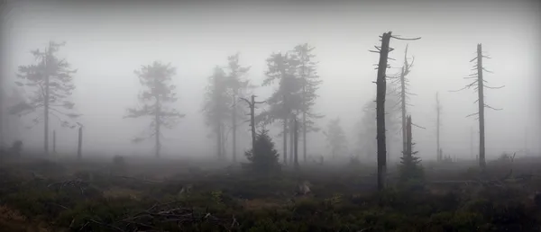 Panoramaudsigt over mystiske silhuetter af træer i tåget skov Stock-foto