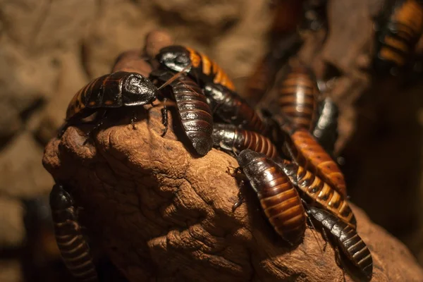 Мадагаскарские тараканы — стоковое фото