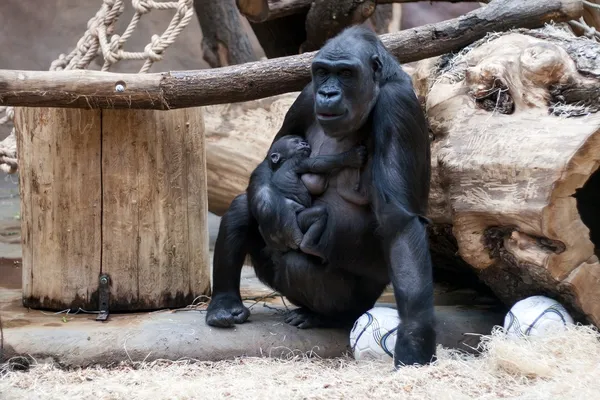 onun yavrusu Prag hayvanat bahçesi ile ova goril kijivu