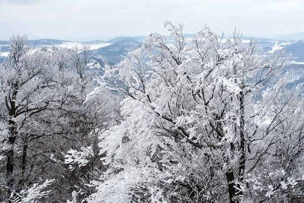 Branches congelées dans une forêt d'hiver en République tchèque — Photo