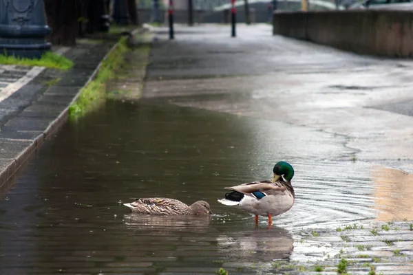 ördekler Prag sokaklarında sırasında Haziran 2013 yılında büyük gıdalar