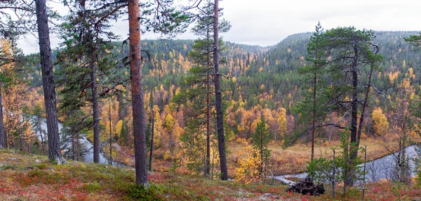 Färgglad höst woods i gula, gröna och orange färg — Stockfoto