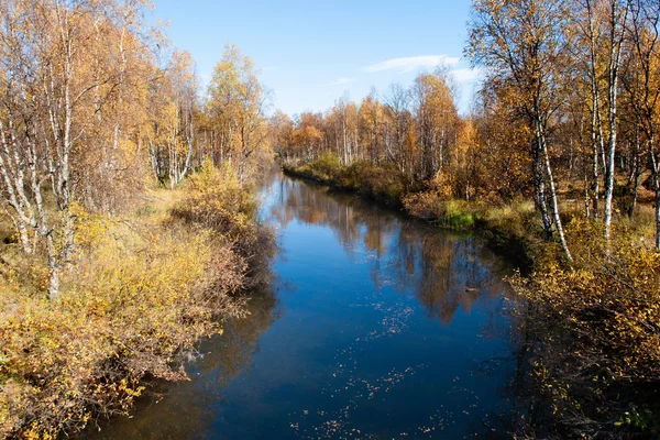 Барвисті осінні річка з в Дикий ліс — стокове фото