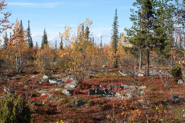 Herfst in diepe taiga bos, finland — Stockfoto