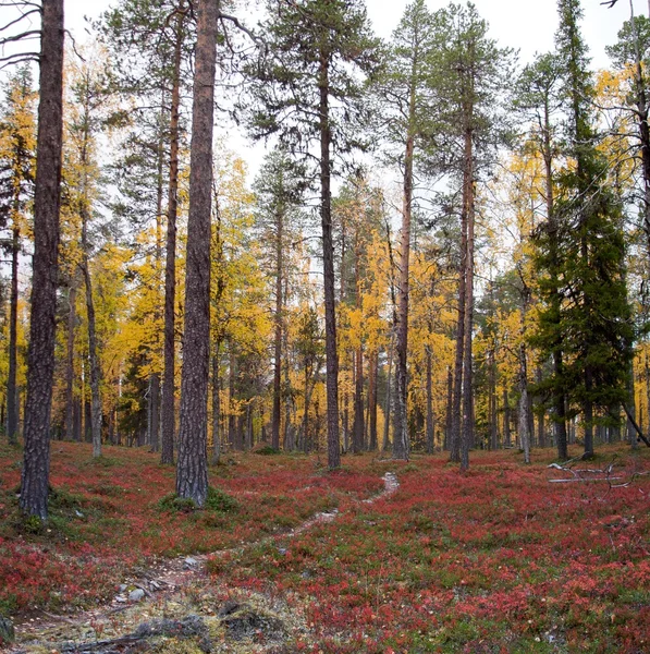 Fußweg durch tiefen Taigawald im Herbst, Finnland lizenzfreie Stockfotos