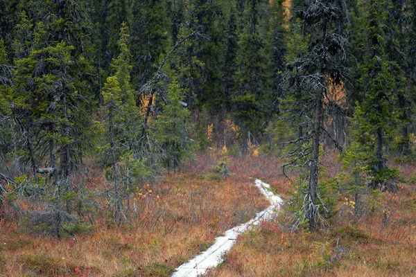 Chemin de randonnée avec planches en bois à Taiga, Finlande — Photo