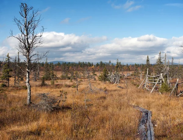 Vandringsled med plankor i taiga, finland — Stockfoto