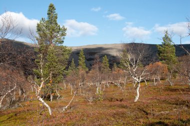 Tayga ormanı içinde güneşli bir sonbahar