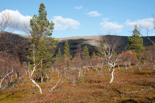 Tayga ormanı içinde güneşli bir sonbahar