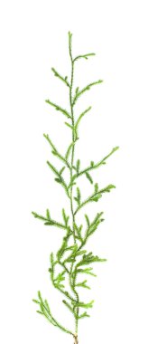 Club-Moss
