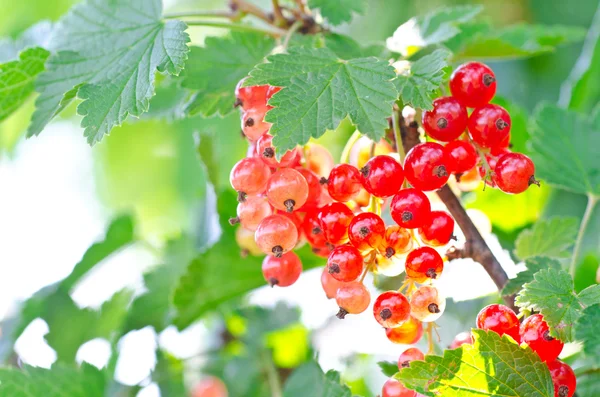 Grosella roja fresca — Foto de Stock