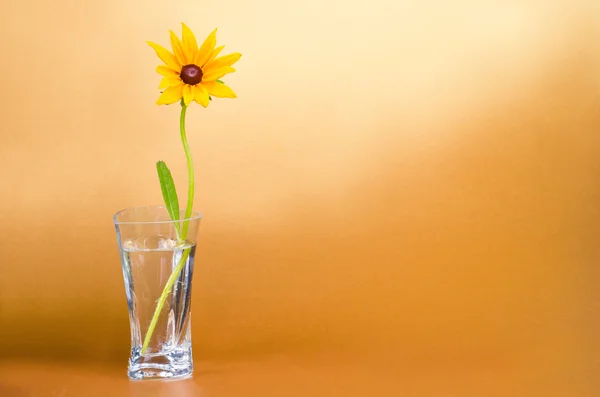 Fleur orange dans le vase — Photo