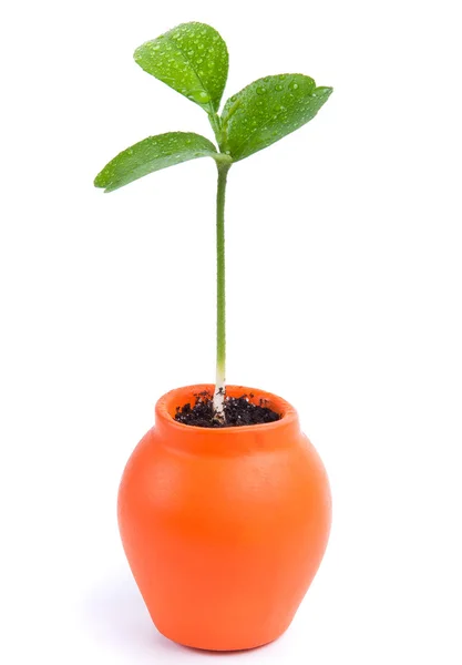 Sprout of orange in a small pot — Stock Photo, Image