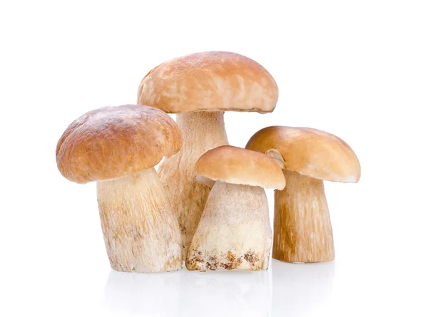 Mushrooms — Stock Photo, Image