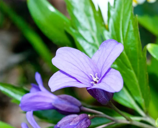 Una flor violeta — Foto de Stock