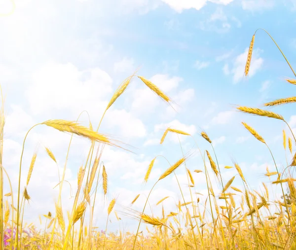 Колосся пшениці — стокове фото