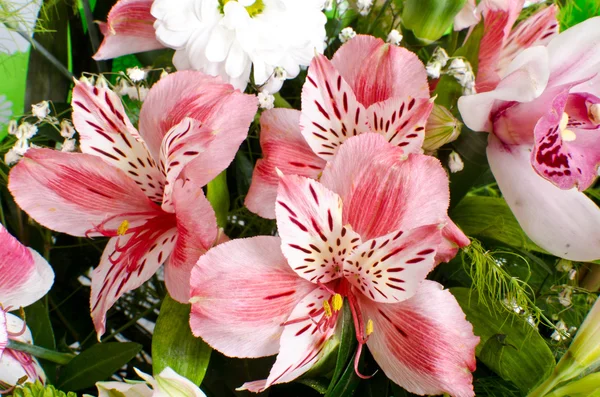 Orquídea rosa — Fotografia de Stock