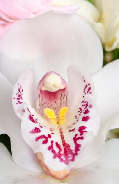 Bílá orchidej — Stock fotografie