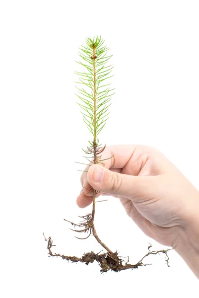 Un árbol en la mano, aislado — Foto de Stock