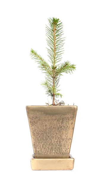 A tree in flowerpot, isolated on white — Stock Photo, Image