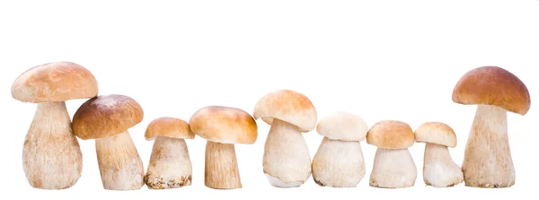 Pilz — Stockfoto