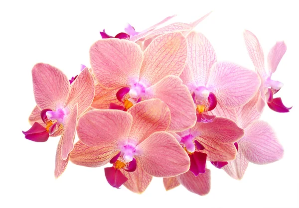 Orchidea rosa — Foto Stock