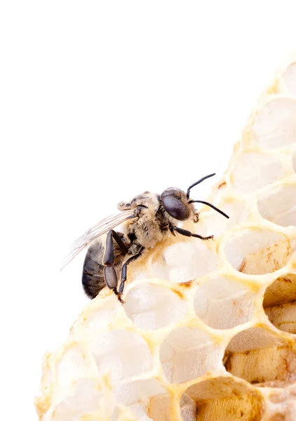 Bee and honey — Stock Photo, Image