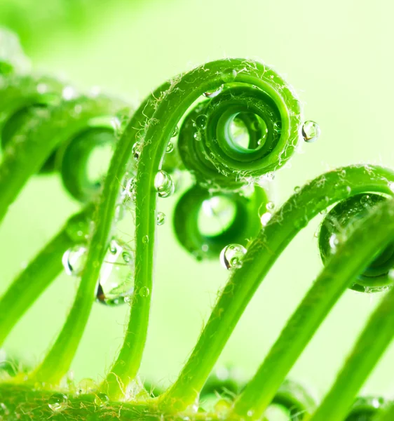 Tendril — Stock Photo, Image