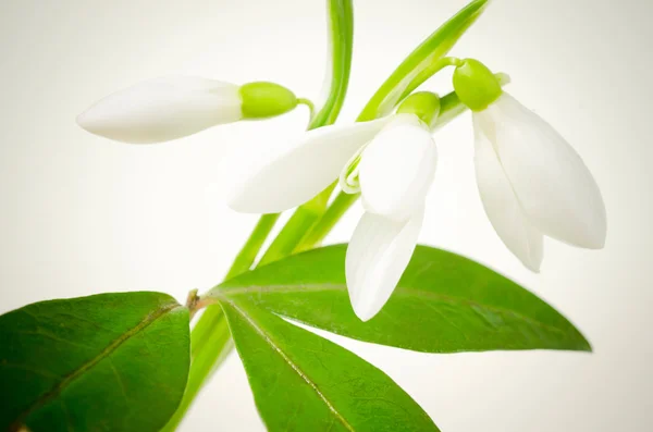 Snowdrop — Stock Photo, Image