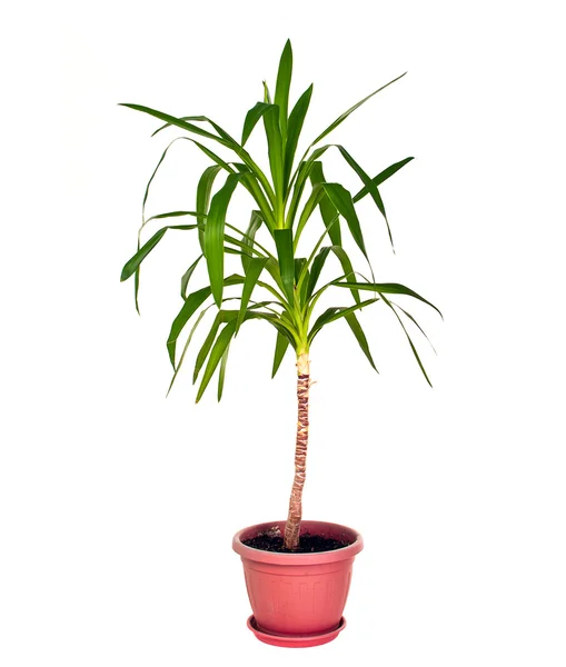 Plant Care — Stock Photo, Image