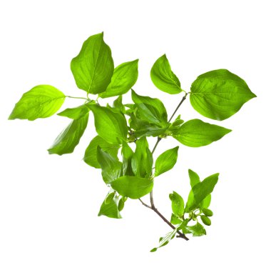 yapraklar