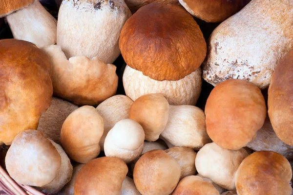 Mushrooms background — Stock Photo, Image