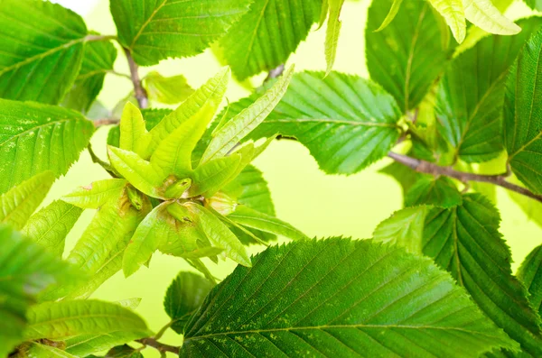 Leaves — Stock Photo, Image