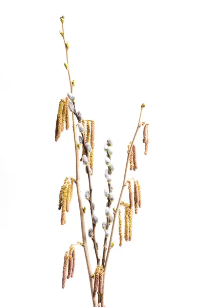 자작나무 꽃 봉 오리 — 스톡 사진