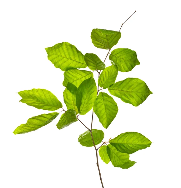 Leaves — Stock Photo, Image