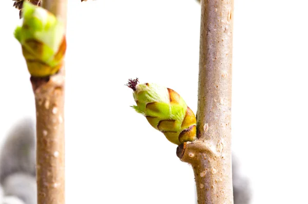 자작나무 꽃 봉 오리 — 스톡 사진