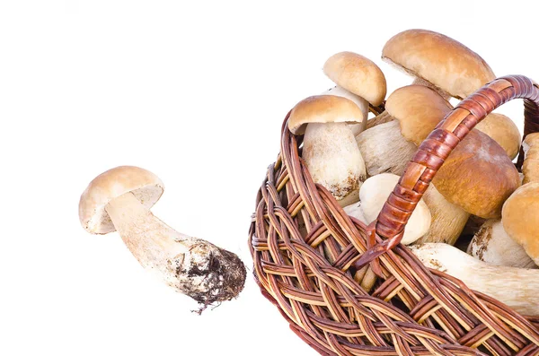 Pilz — Stockfoto