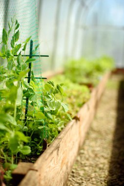 Yeşil sıralı bezelyeli geniş ve güvenilir bir sera. Rüzgara dayanıklı serada yetişen sulu taze sebzeler kavramı.