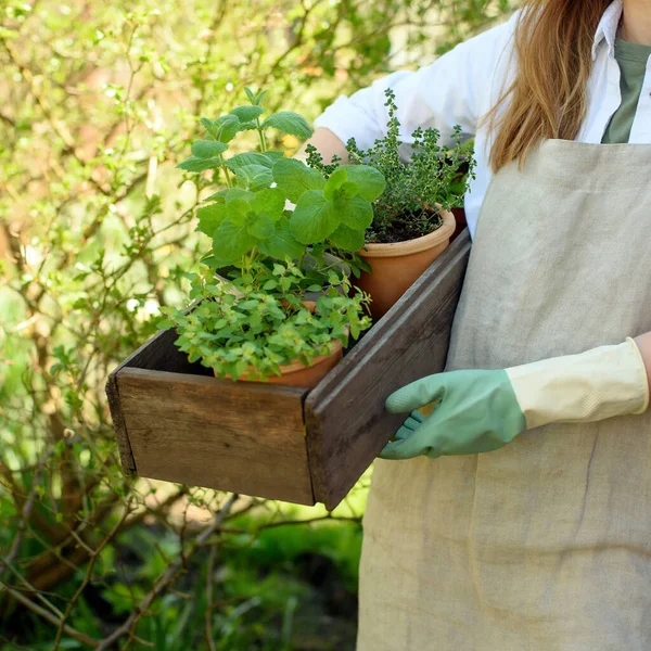 White Woman Linen Apron Gardening Gloves Holds Wooden Box Plants — Stock Photo, Image