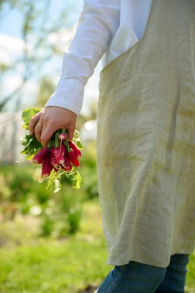 Organic Food Concept Woman Linen Apron Harvests Radish Small Farm — Stock Photo, Image