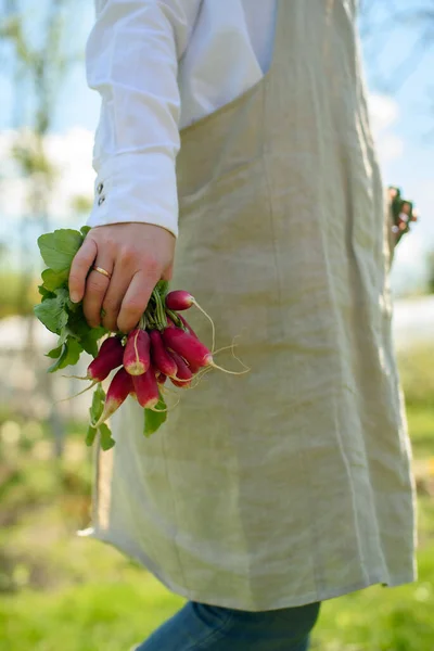 Organic Food Concept Woman Linen Apron Harvests Radish Small Farm — Stock Photo, Image
