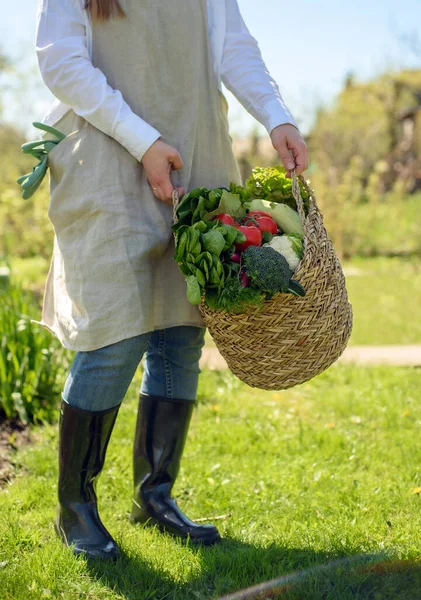 阳光灿烂的日子里 一个穿着胶靴 雨靴和亚麻布围裙的白人女人拿着一桶绿色新鲜蔬菜 西兰花 西红柿 卷心菜 花椰菜 — 图库照片